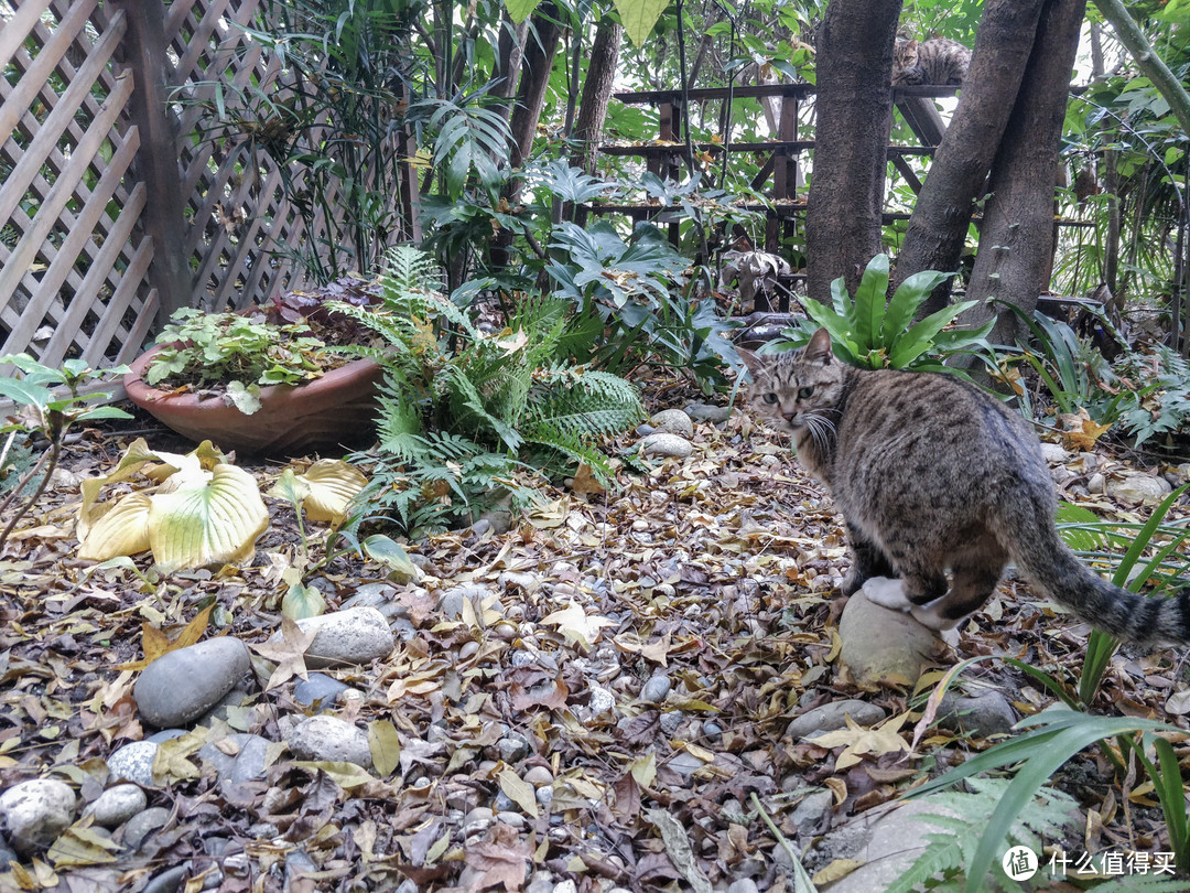 蹭饭猫进入花园的兽道