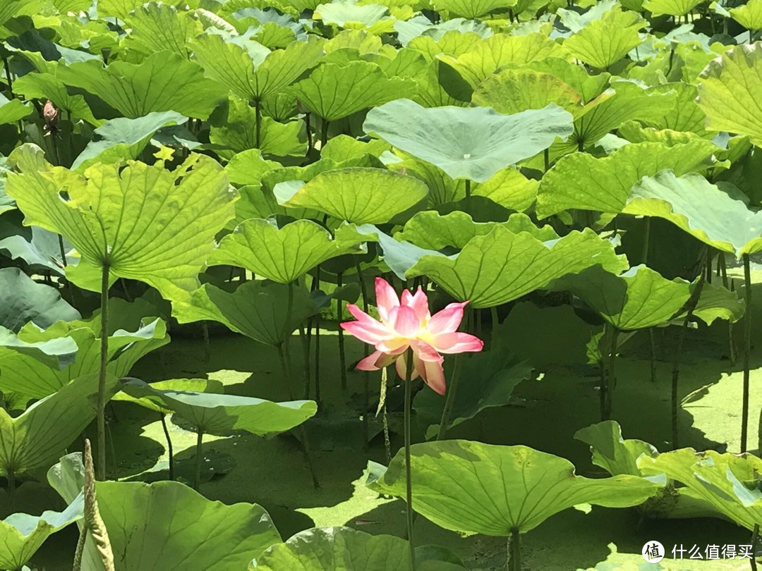 再待十天也不为过-记录一年前的云南之旅