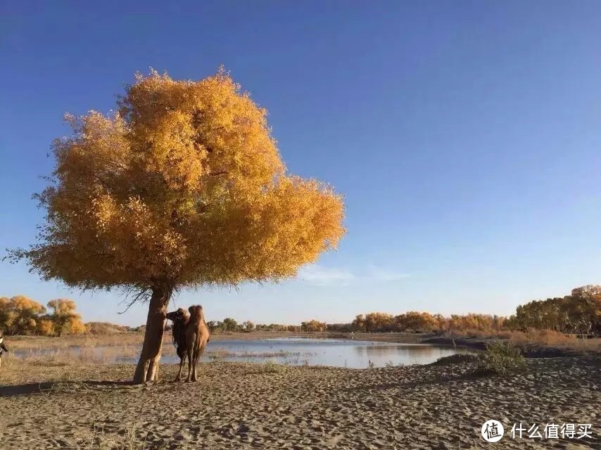 胡杨林下的慢时光，不止吃喝玩乐！一个重庆妹子的非典型西北穿越指南