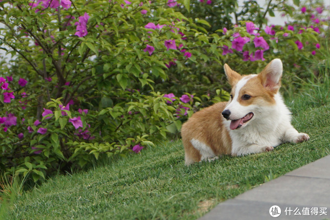 小型犬日常用品都有什么 宠物狗常用装备 什么值得买