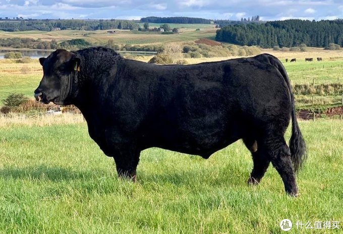 宅在家自己做牛排,首先你得挑块好牛肉!_值客原创_第2页_什么值得买