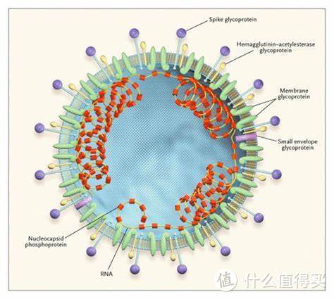 冠状病毒结构示意图（科研人员为更好的理解冠状病毒所画的）