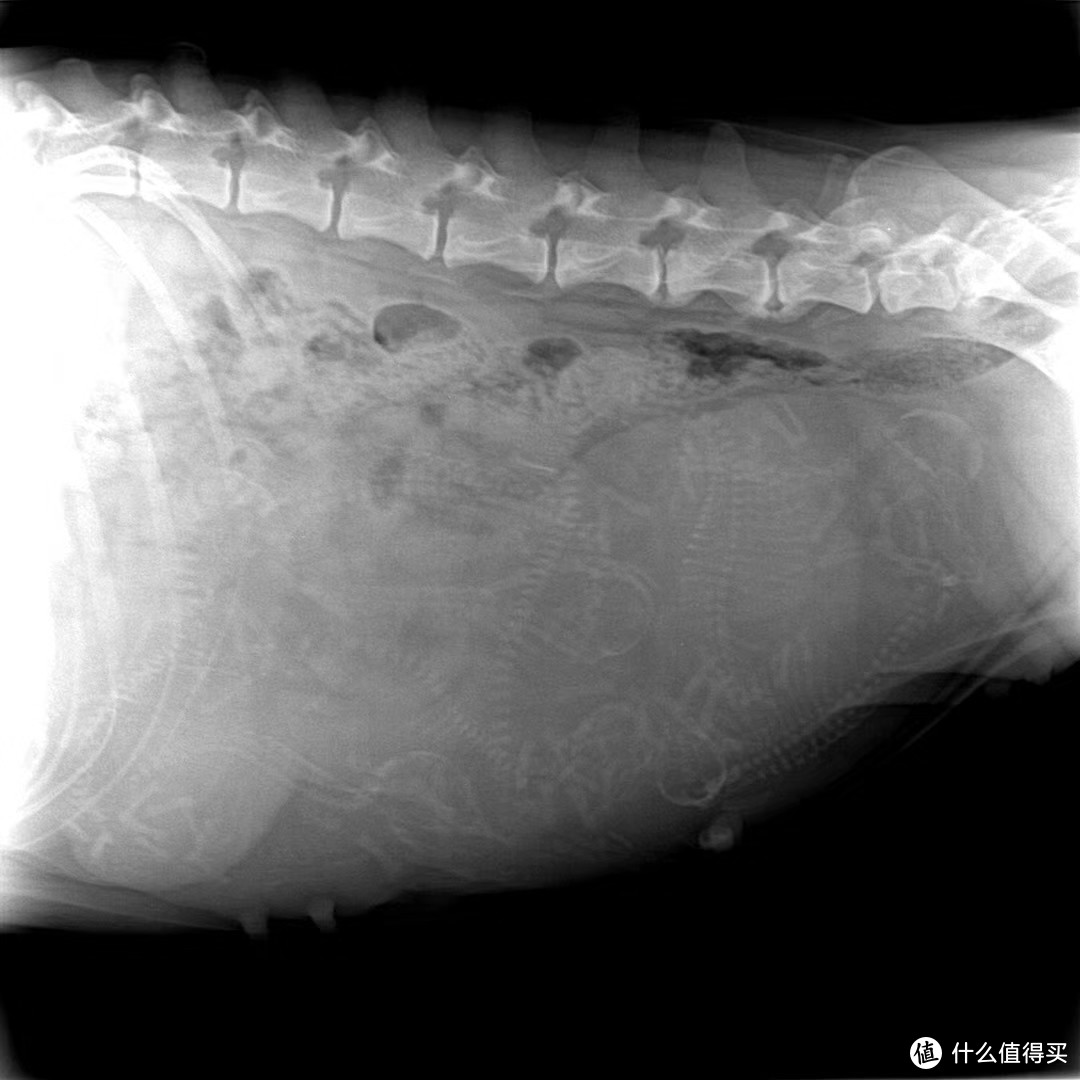 当时X光的照片 你能数清楚几只狗子么