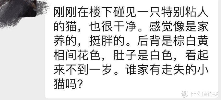 「记录帖」新冠期间，收留了一只眼里有故事的猫猫。