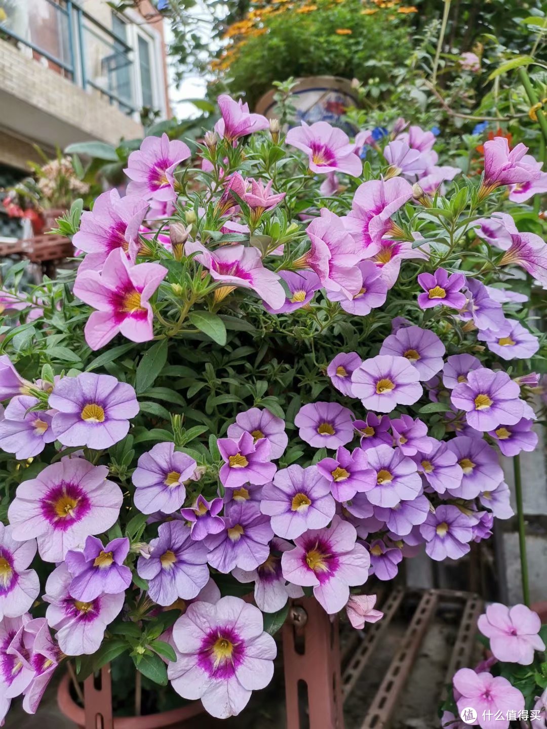 被困在家，继续晒晒我家领导的花花草草3(院子里面的各种草花)