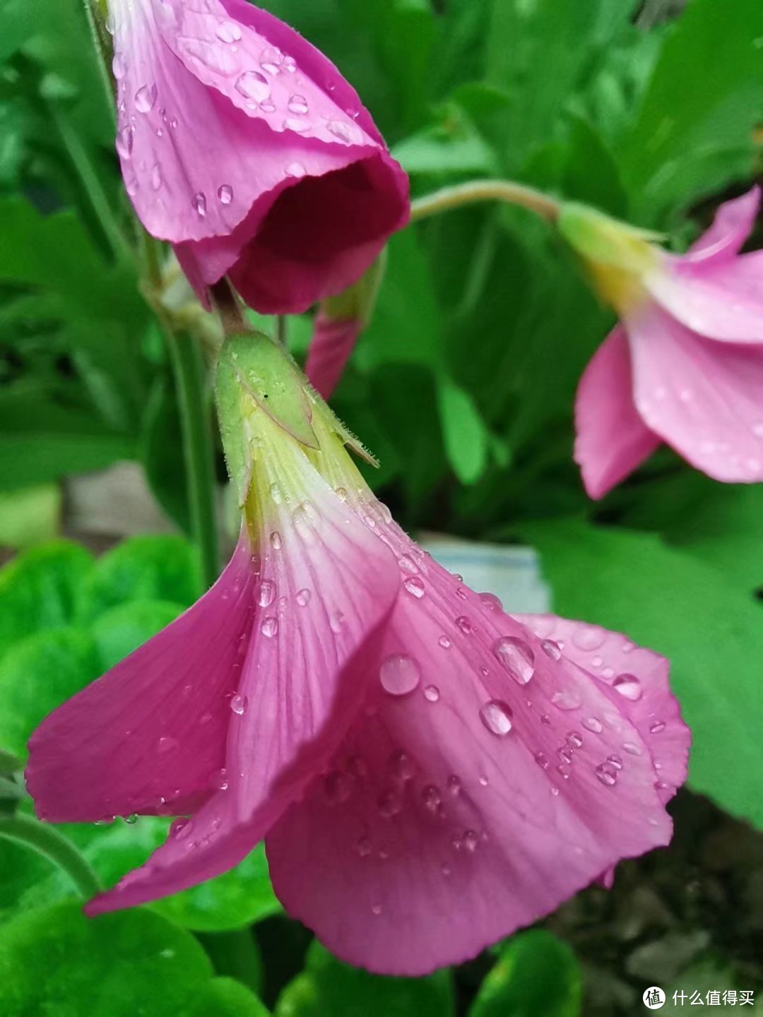 被困在家，继续晒晒我家领导的花花草草3(院子里面的各种草花)