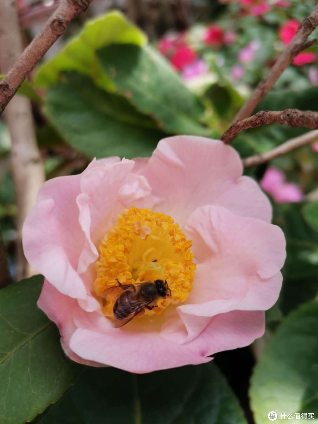 花瓣 花心 和上面的都不一样，但是花色类似，这个是千日像，种了有快10年了