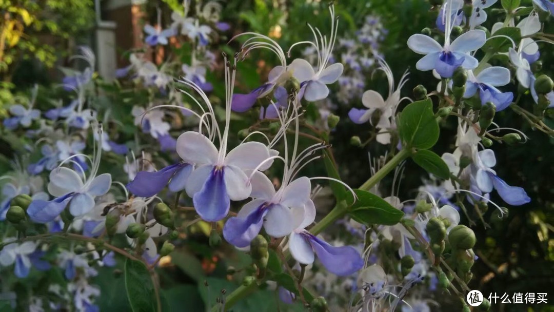 被困在家，继续晒晒我家领导的花花草草4(院子里面的各种木本)