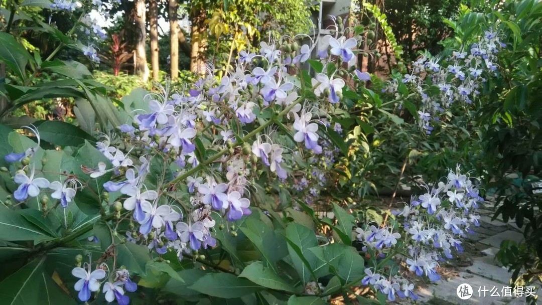 被困在家，继续晒晒我家领导的花花草草4(院子里面的各种木本)