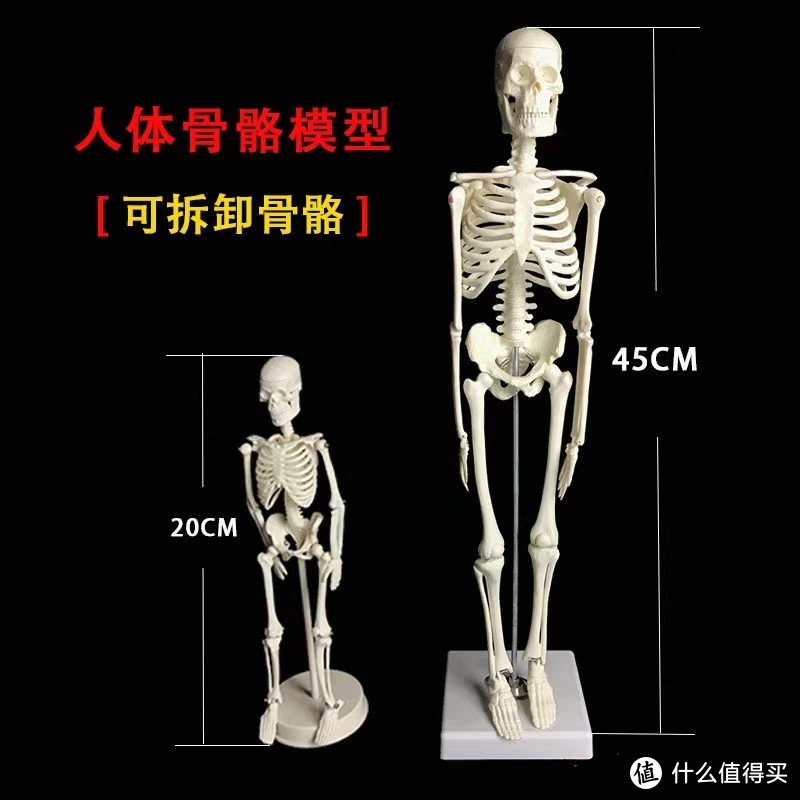 4D Master 之 4D Human 头骨模型开箱展示