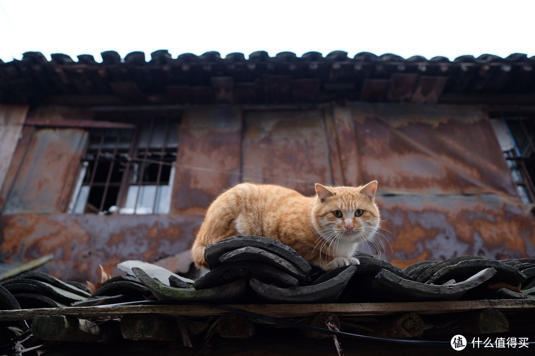 仓水街猫霸