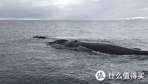 巡游途中可以见到大鲸鱼！