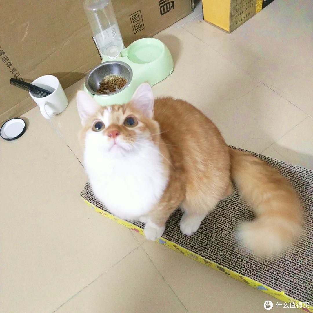 养猫系列之二：猫咪用品的选择