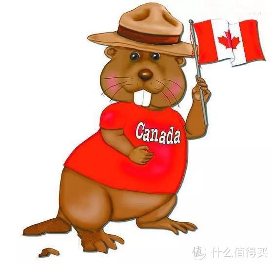 在加拿大寻找身价过亿美元的动物，加拿大国宝海狸都没它值钱