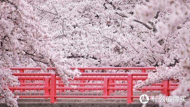 签证攻略 | 疫情之下，日本旅游办签须知