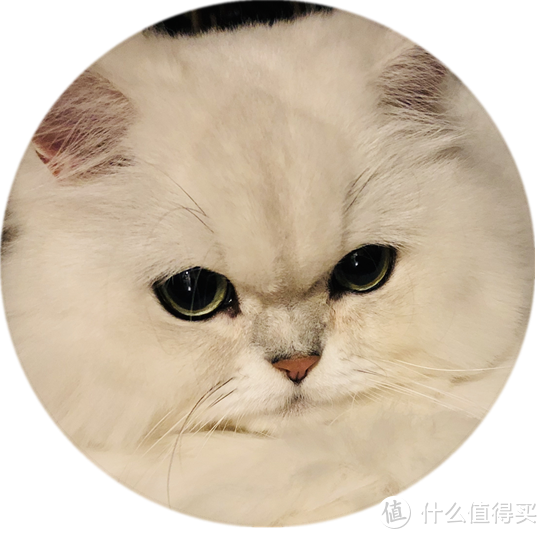 养猫需要什么基础条件 猫咪疫苗接种绝育和健康检查 什么值得买