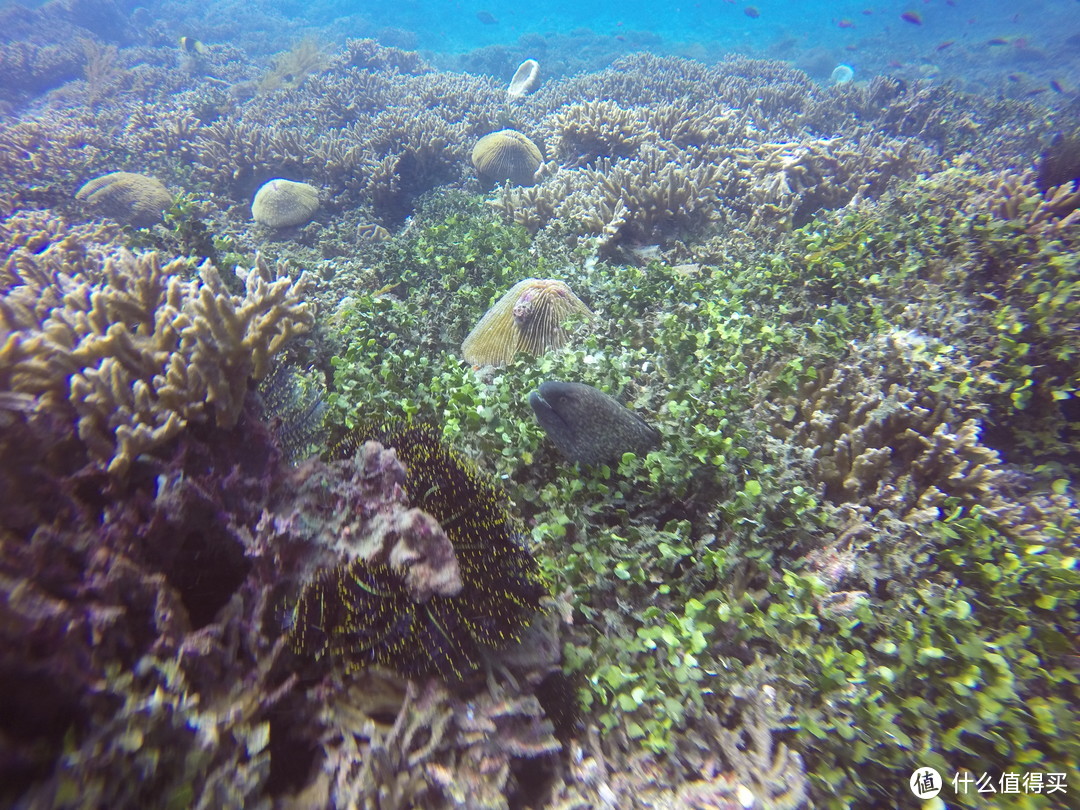 难忘的旅行 巴厘岛八丹拜人生第一次潜水和老公偷偷准备的水下求婚