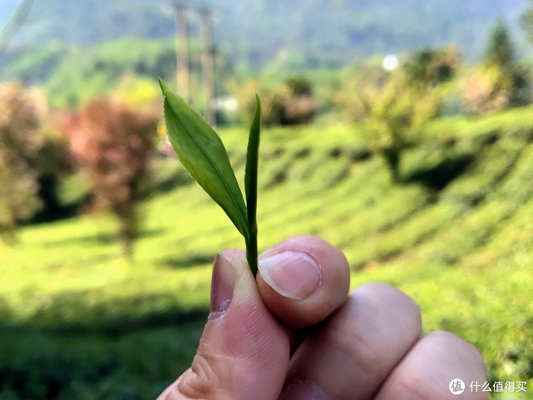 峨眉雪芽的自己的采摘茶场，自己摘的，标准的一枪一旗。