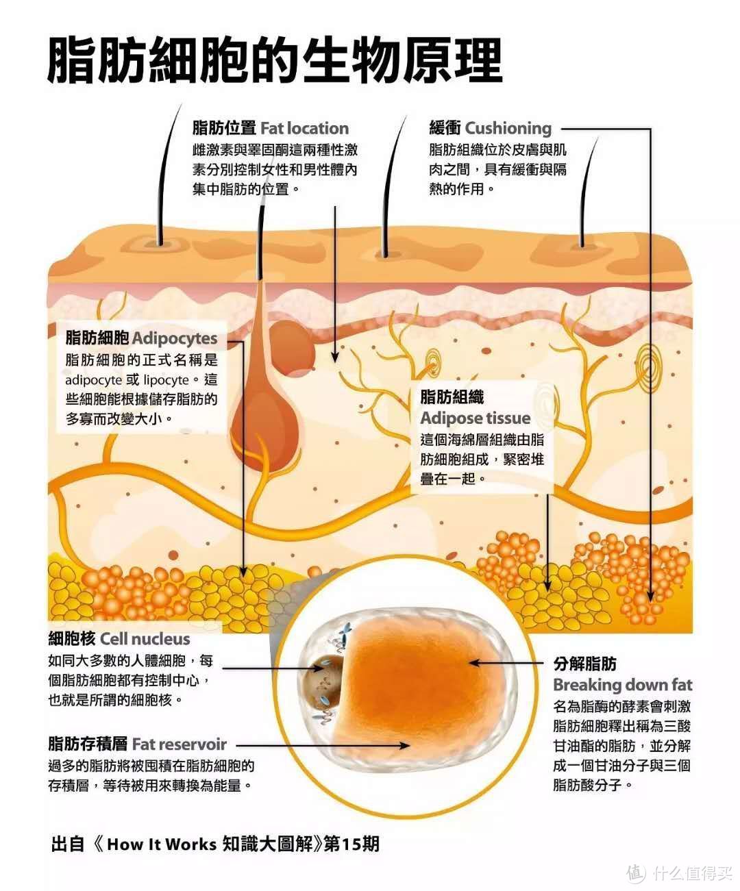 多喝茶能减肥还能降三高？喝茶前你得知道这些知识