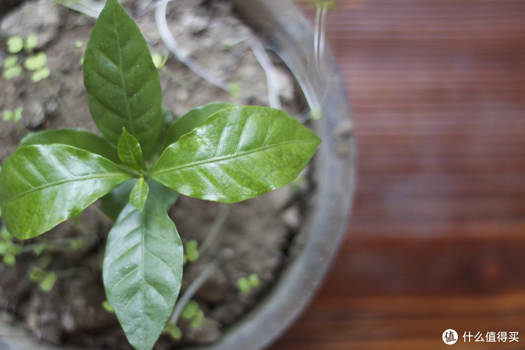 上海某咖啡馆种植的一盆小咖啡树苗