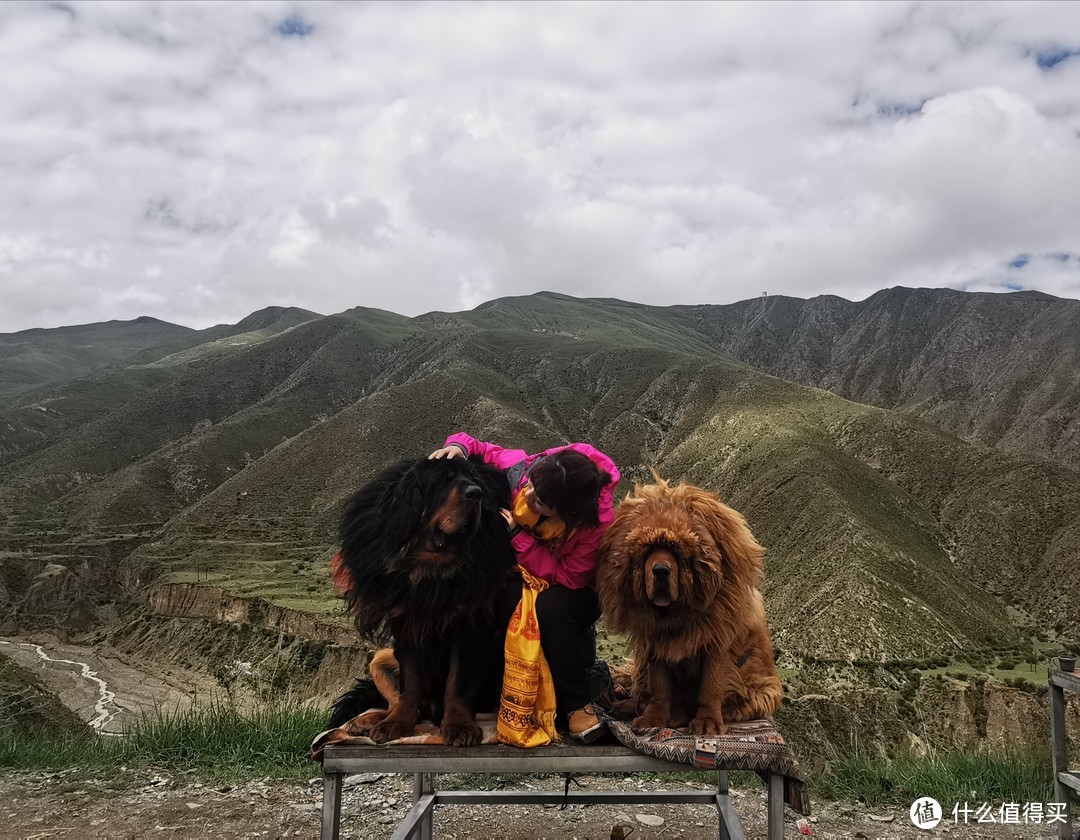 路上有许多和藏獒合照的点，藏民按人头收费，开价五十，我们说二十五。拍完之后，听到隔壁十五元也成交了。