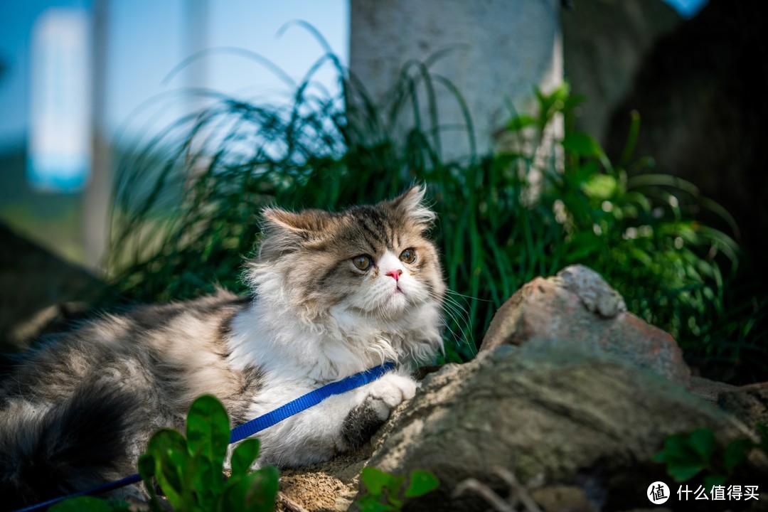 恋一座城，撸一群猫~我是城市里的养猫人