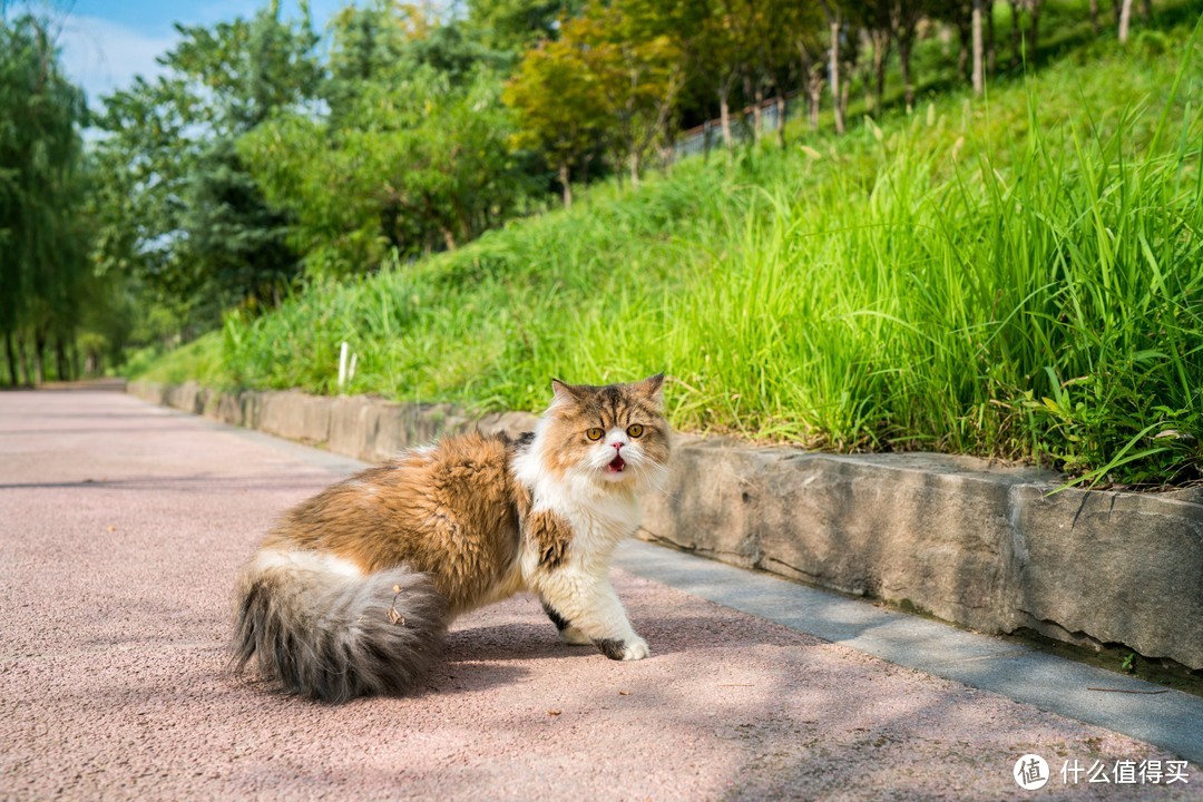 恋一座城，撸一群猫~我是城市里的养猫人