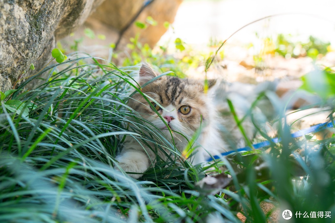 恋一座城，撸一群猫~我是城市里的养猫人