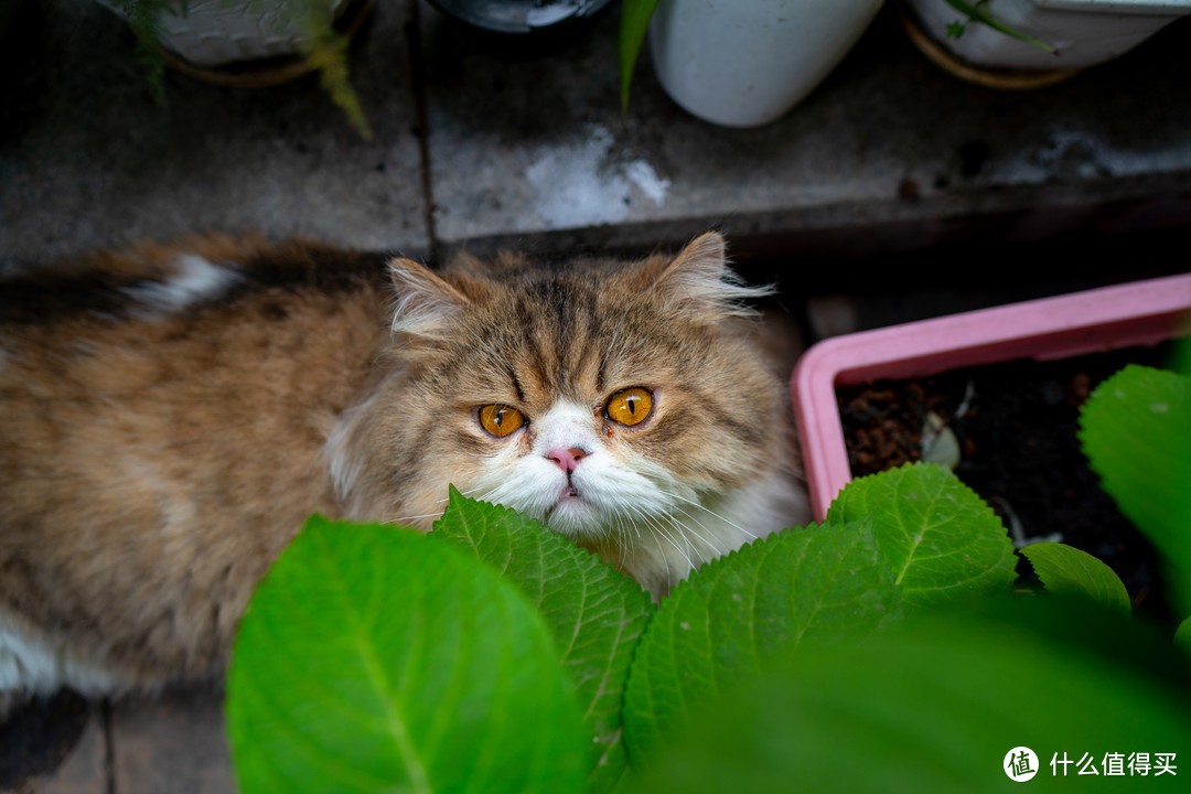 恋一座城，撸一群猫~我是城市里的养猫人