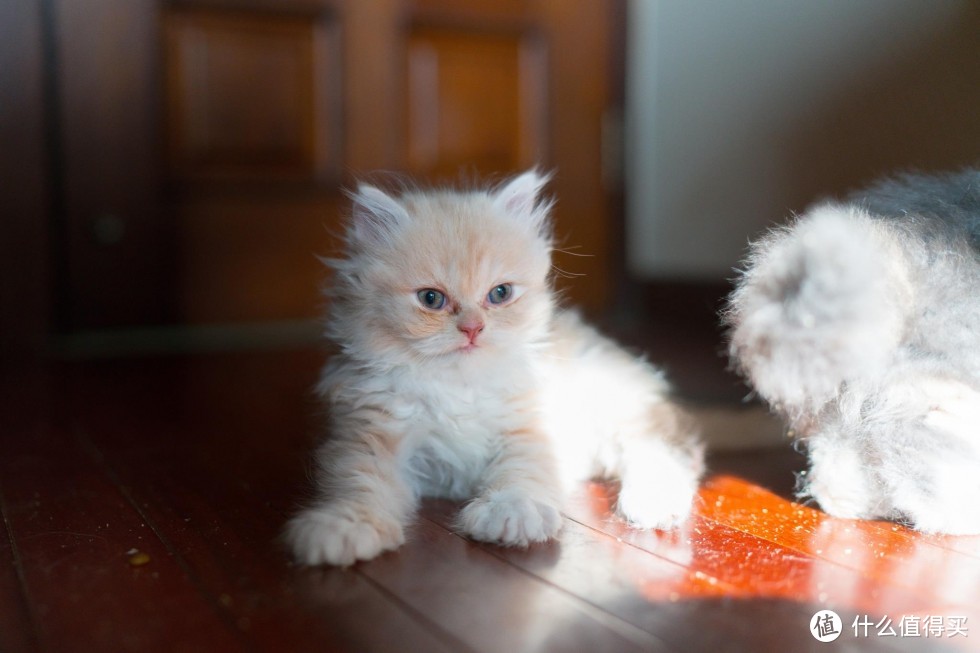 恋一座城，撸一群猫~我是城市里的养猫人