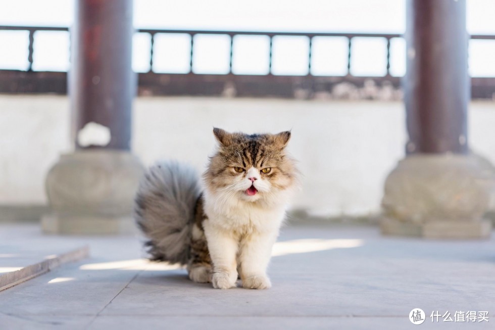 恋一座城，撸一群猫~我是城市里的养猫人