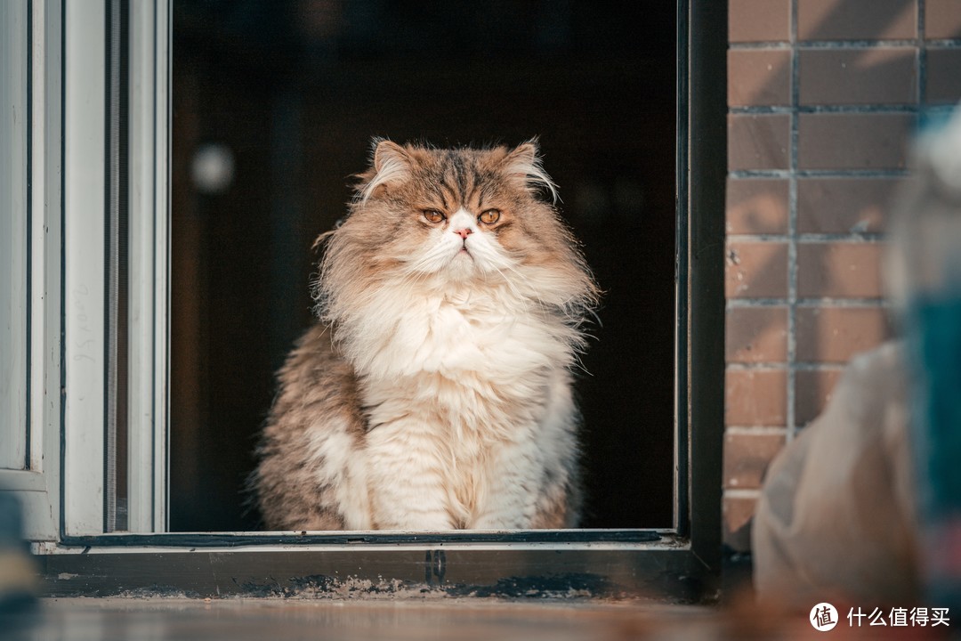 恋一座城，撸一群猫~我是城市里的养猫人