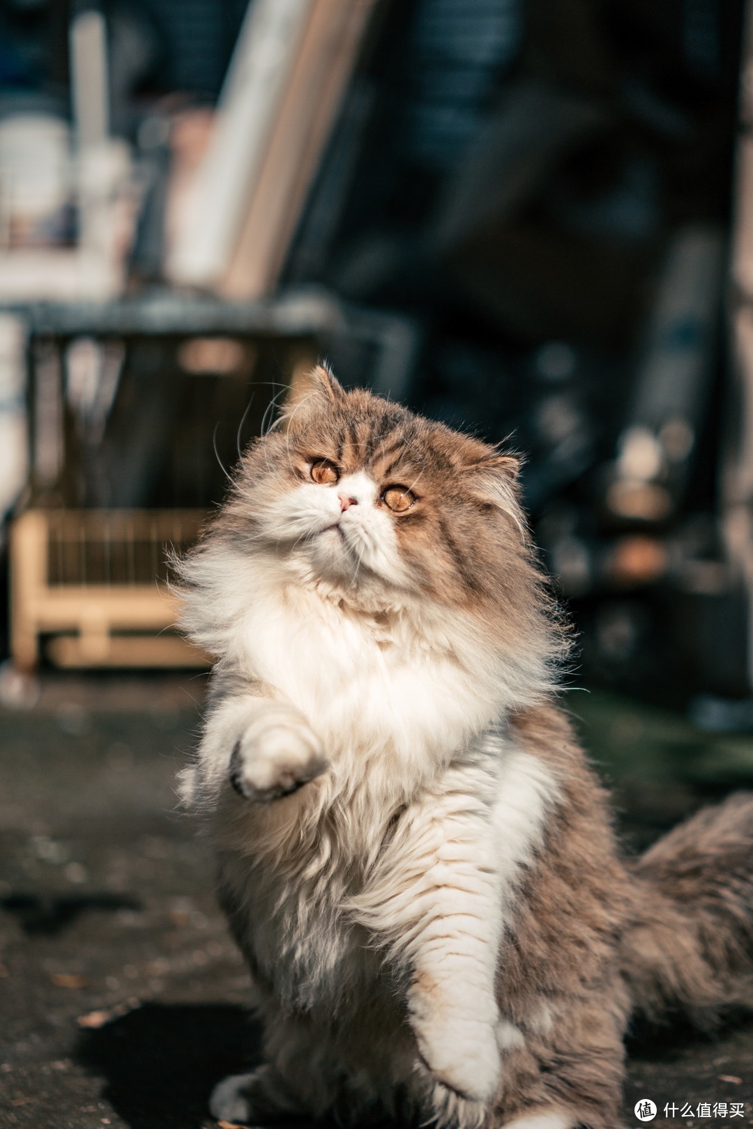 恋一座城，撸一群猫~我是城市里的养猫人