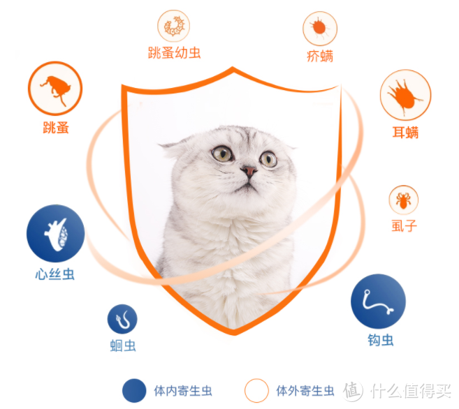 新手养猫指南——养猫一年我花了多少钱？看完我震惊了