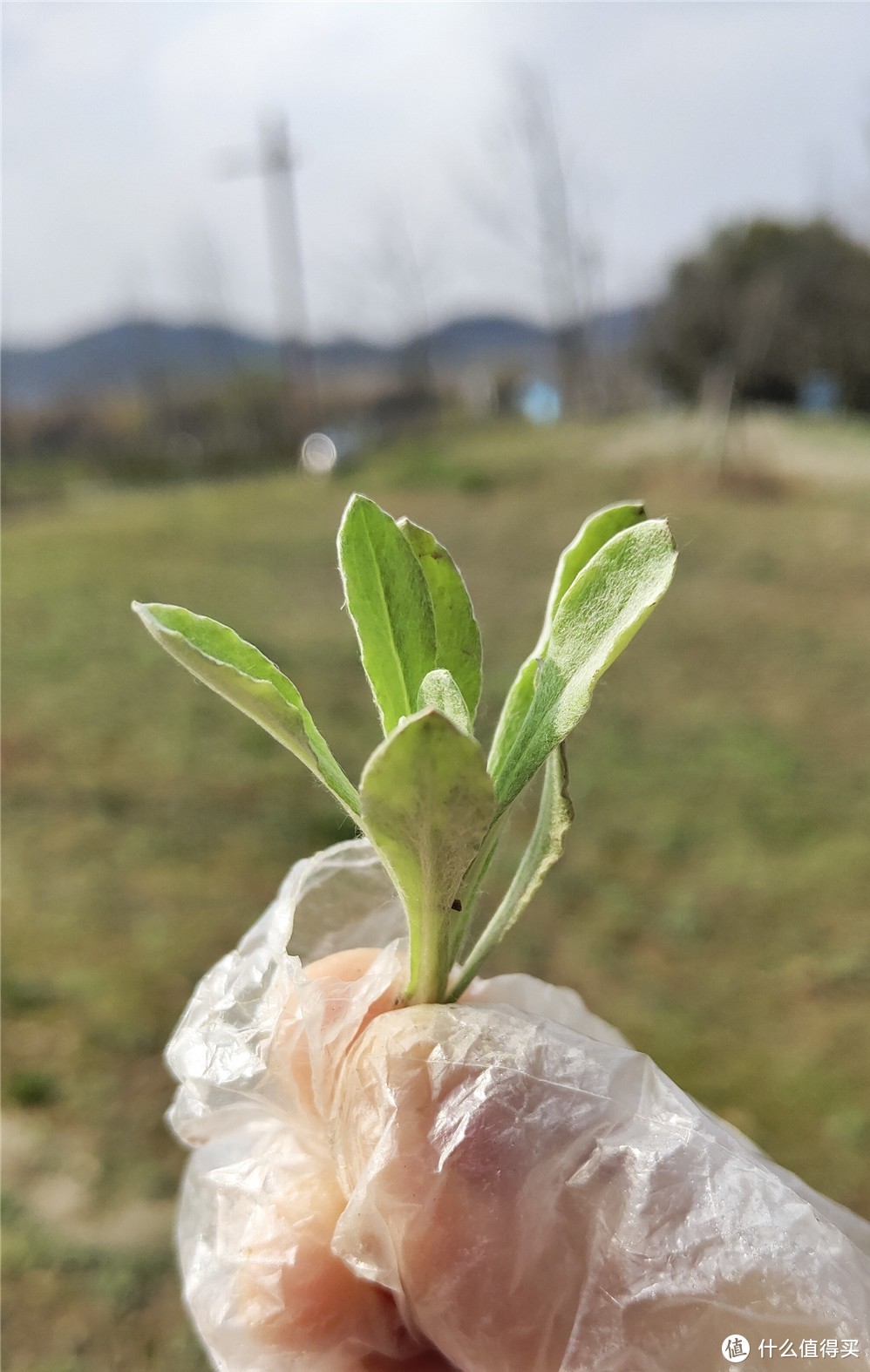 清明艳阳三月天，让我们一起来制作江南特色小吃-----青团