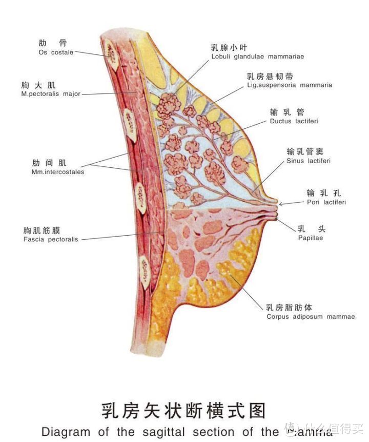 不想乳房变形下垂，就不要随便做这些运动