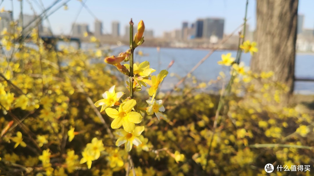 初春时节，米9手机带您欣赏迎春花