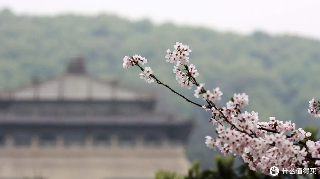 春晖四季，先识花再踏春