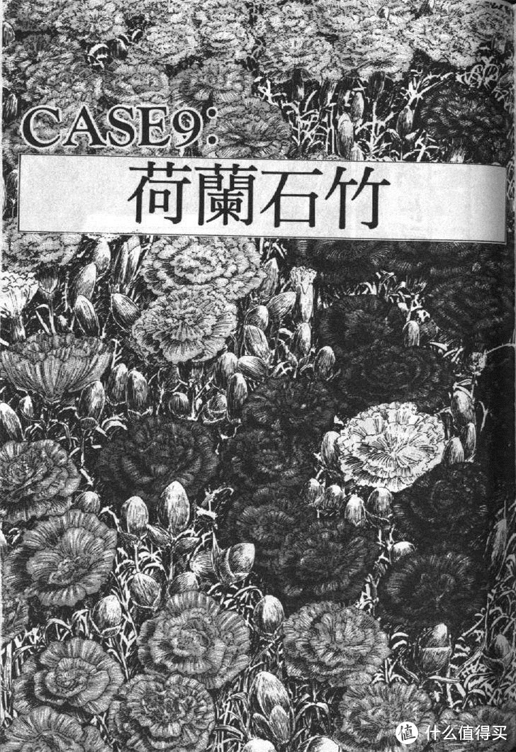 漫画内页代表植物——荷兰石竹