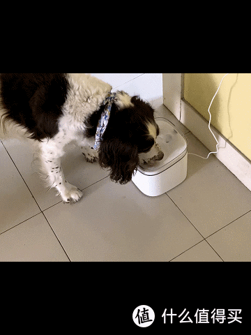 让宠物可随时喝到流动水，小玩宠物智能饮水机