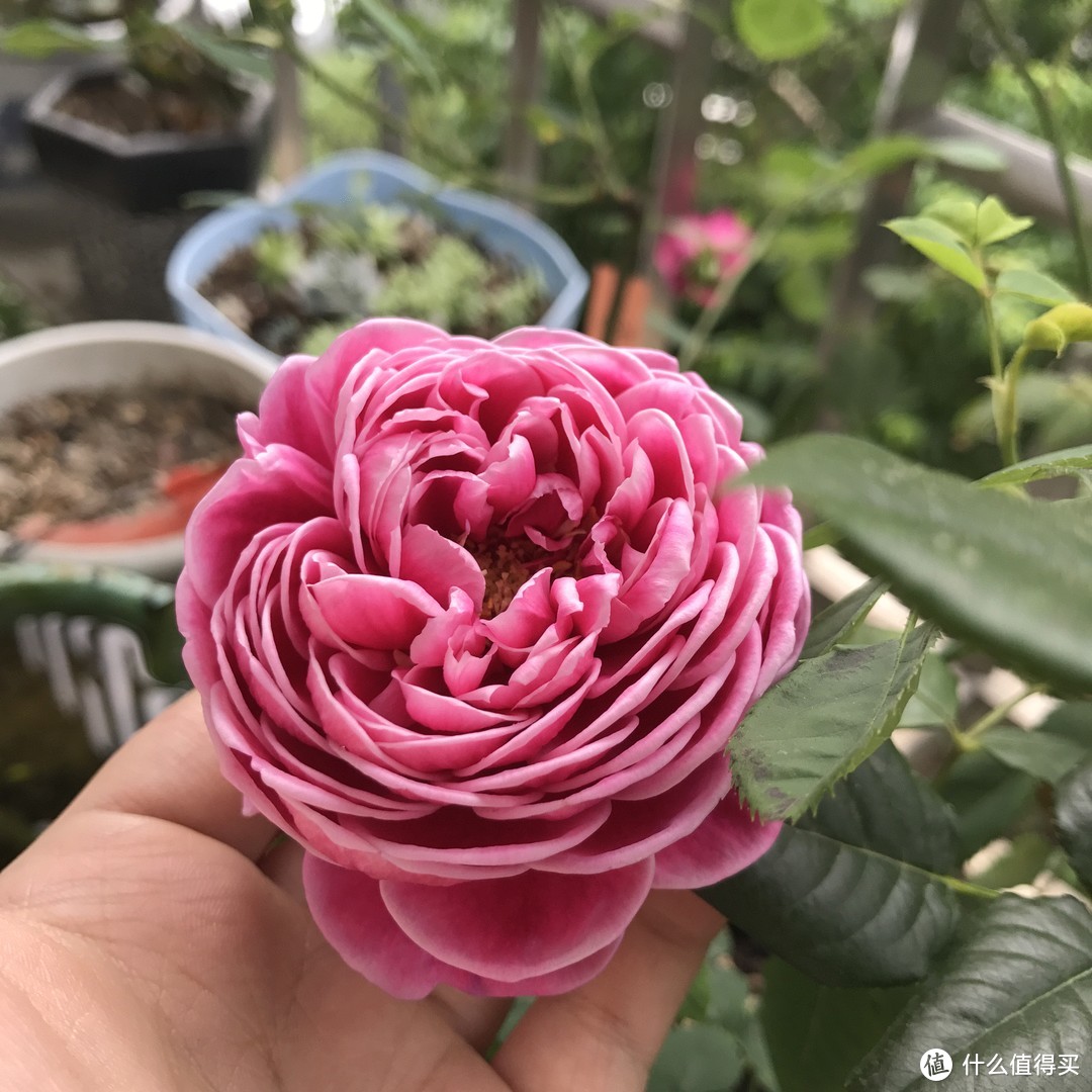  日本玛丽玫瑰，花开像牡丹，诡异妖娆的美丽