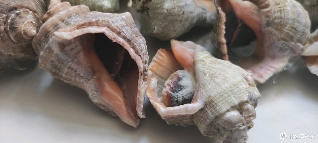可以看到,红里螺里面有颜色,红里螺在这个形状的海螺里,算是比较便宜