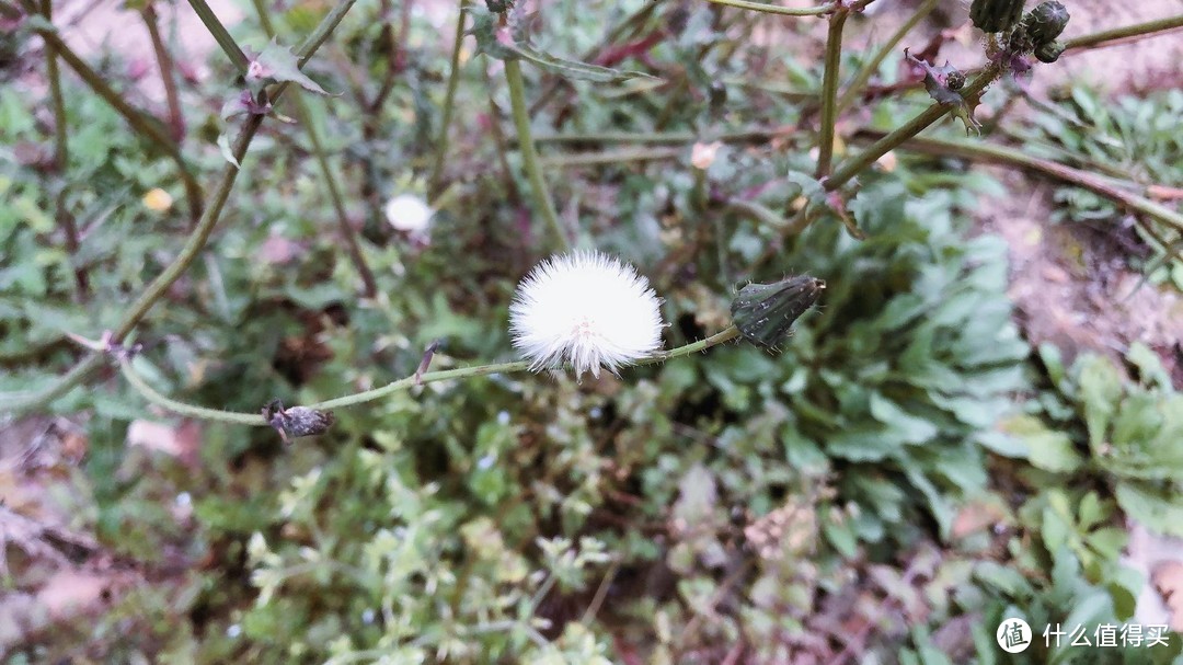 春风得意穿“回力”，一日看尽长安花