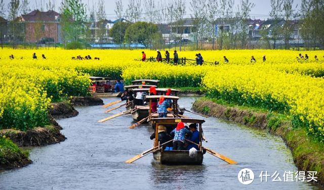 人民网点赞，距南京不到3h，中国最美水上油菜花田，终于藏不住了