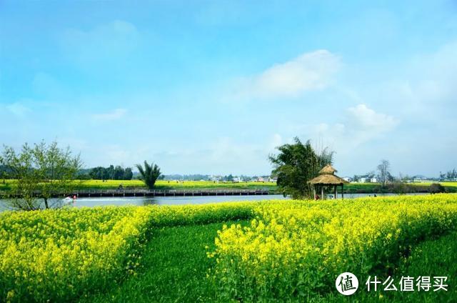 人民网点赞，距南京不到3h，中国最美水上油菜花田，终于藏不住了