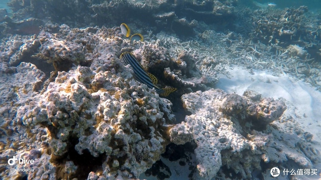 马尔代夫蜜月游-坎多卢岛Kandolhu Island 和海龟先生一起游