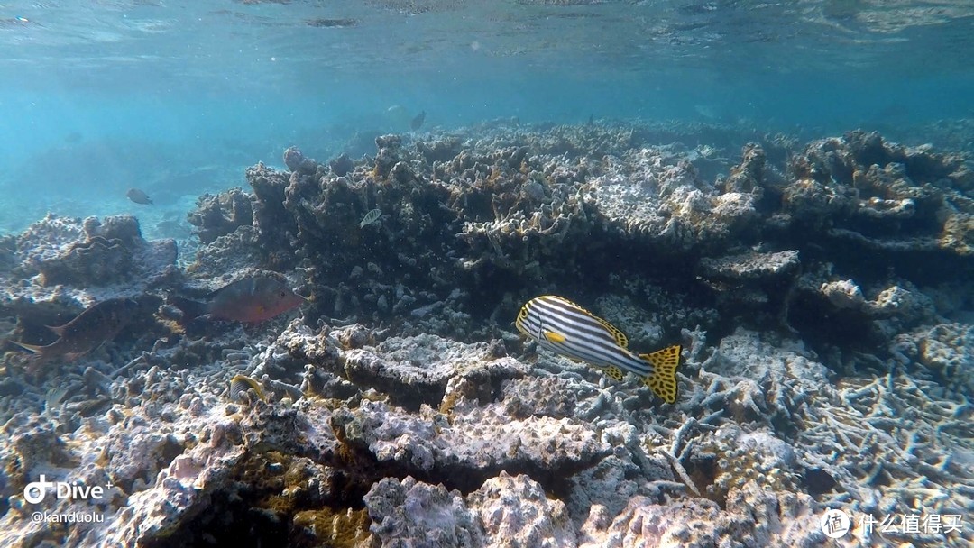 马尔代夫蜜月游-坎多卢岛Kandolhu Island 和海龟先生一起游