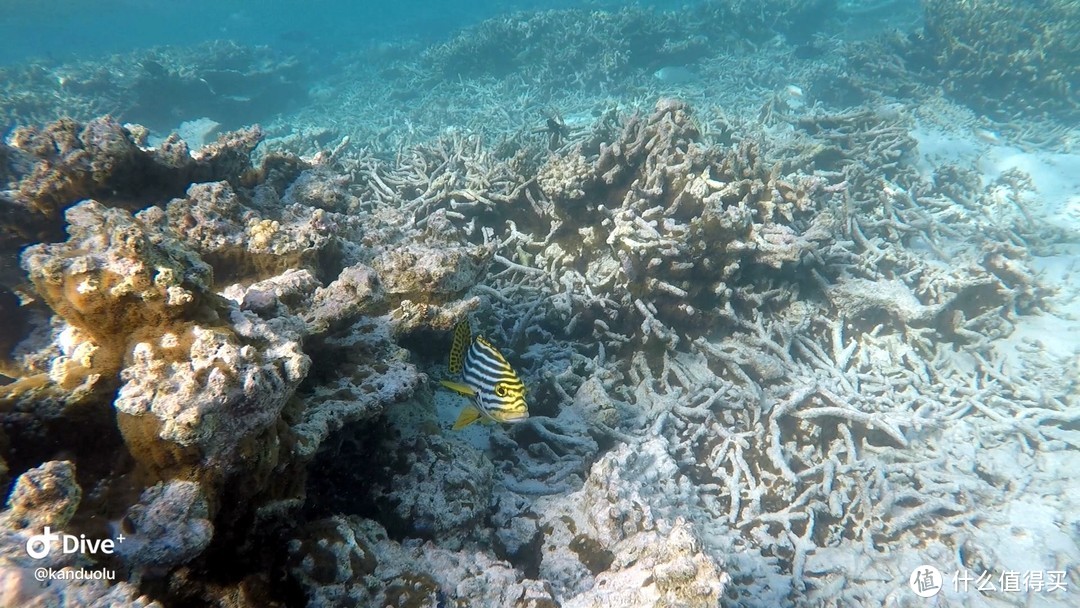 马尔代夫蜜月游-坎多卢岛Kandolhu Island 和海龟先生一起游