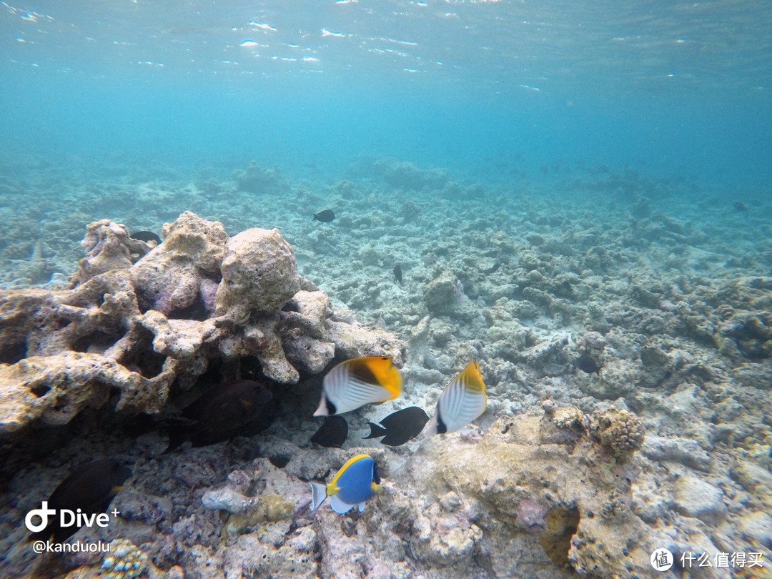 马尔代夫蜜月游-坎多卢岛Kandolhu Island 和海龟先生一起游