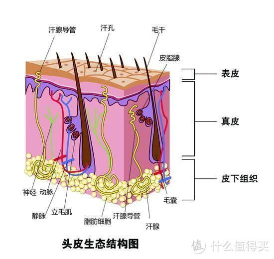 解决男士头屑难题，从生化机理到上头实例，10款平价洗发水带你洗